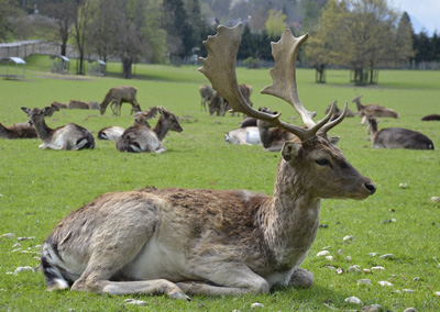 tierpark-rosegg1