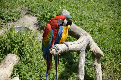 zoo-schmiding1