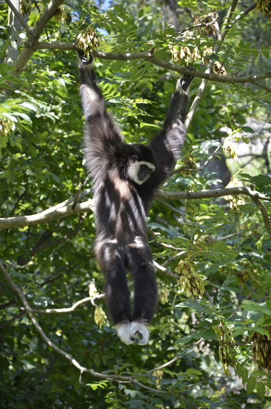 Zoo-Salzburg