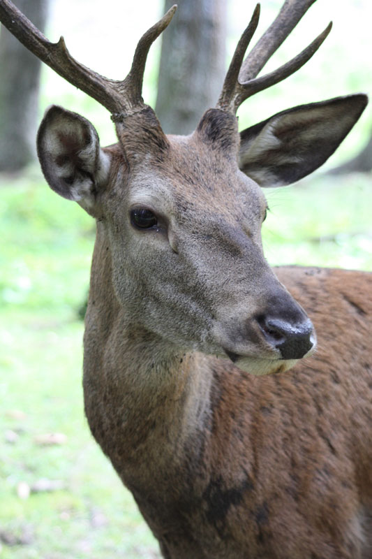 wildpark