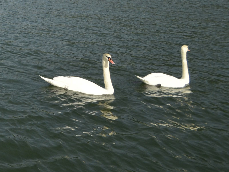 schwan