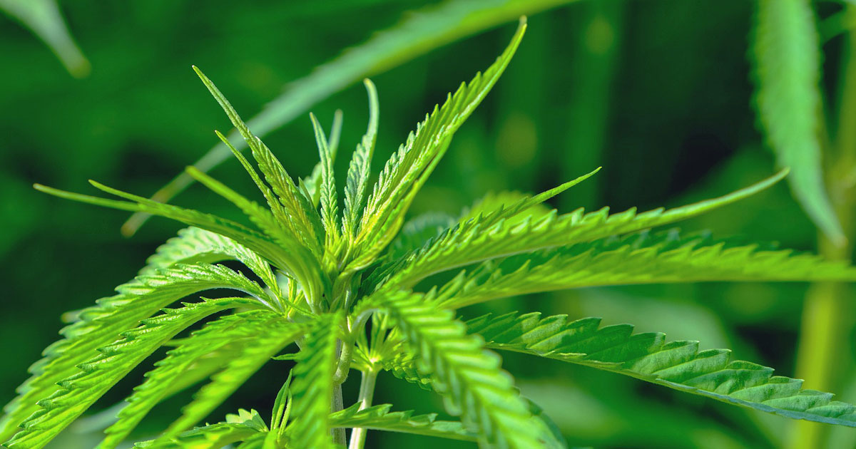 cannabis